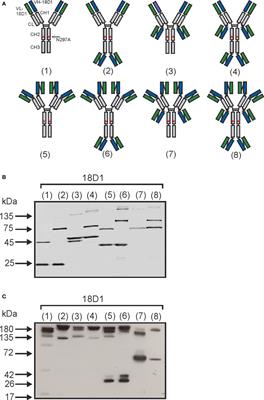 Antibody-based soluble and membrane-bound TWEAK mimicking agonists with FcγR-independent activity